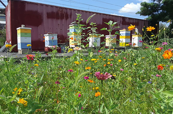 Beehives in urban setting.