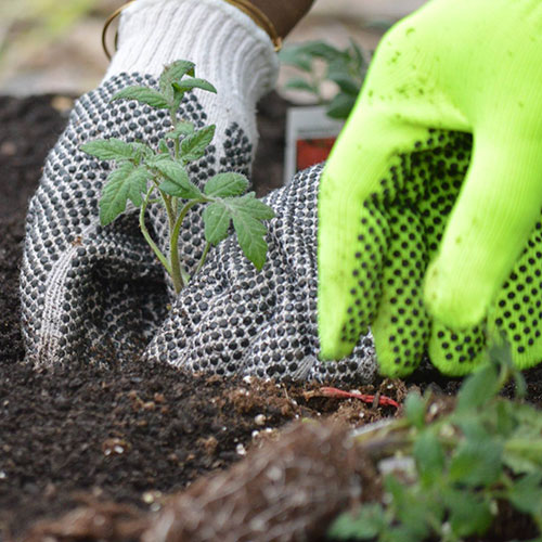 Gloved hands planting a seedling in soil.