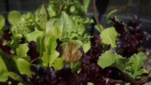 lettuces in soil