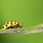 photo of cucumber beetle on leaf