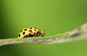 photo of cucumber beetle on leaf