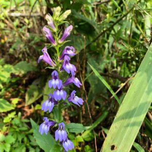 Picture of native blue lobelia flowers.