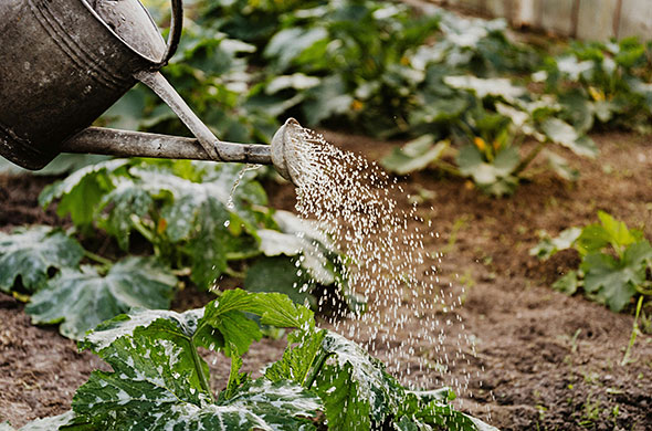 Watering can pouring water on plants.