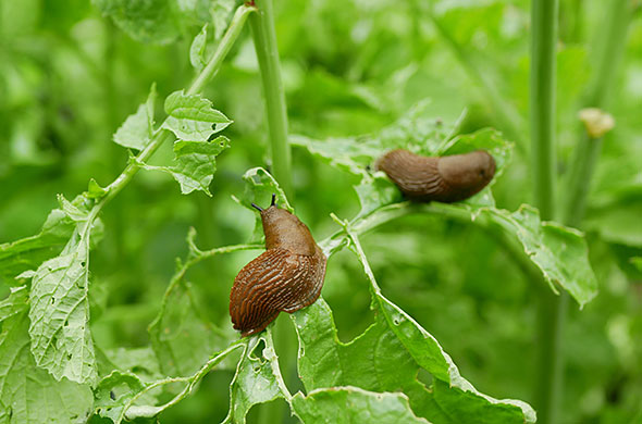 Slugs eating a plant.