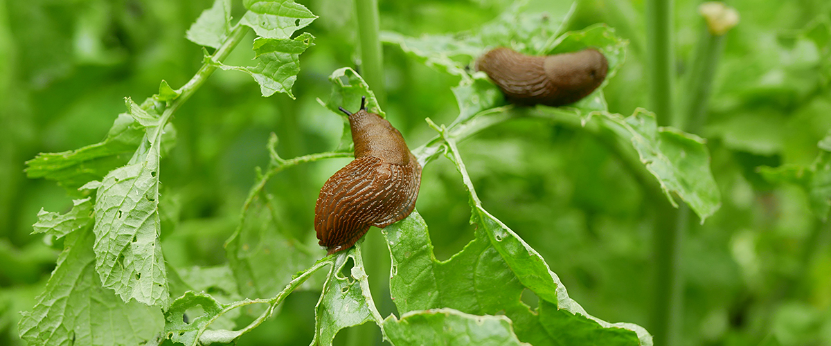 Slugs eating a plant.