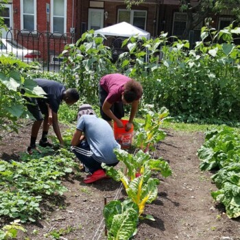 Urban farm