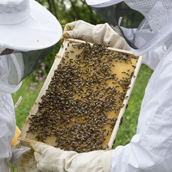 Beekeepers with honeycomb